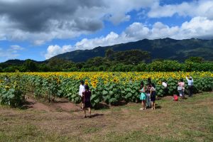 Girasoles, Esquipulas
