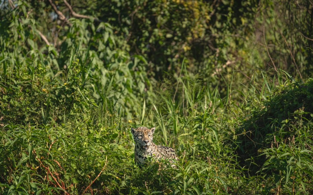 Jaguar, Tikal