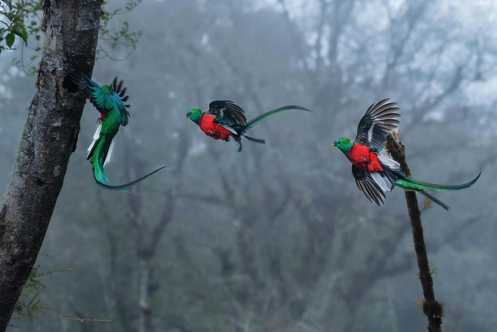 Biotopo El Quetzal