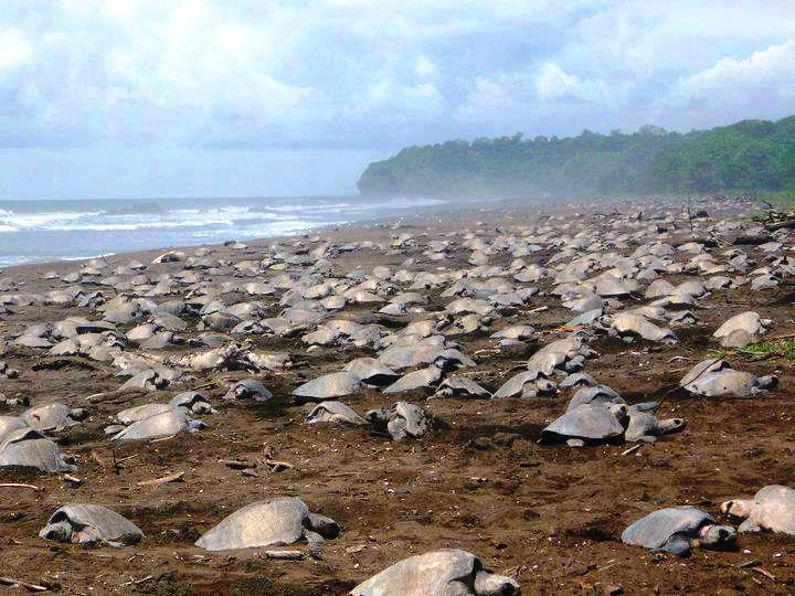 Playa Ostional Costa Rica